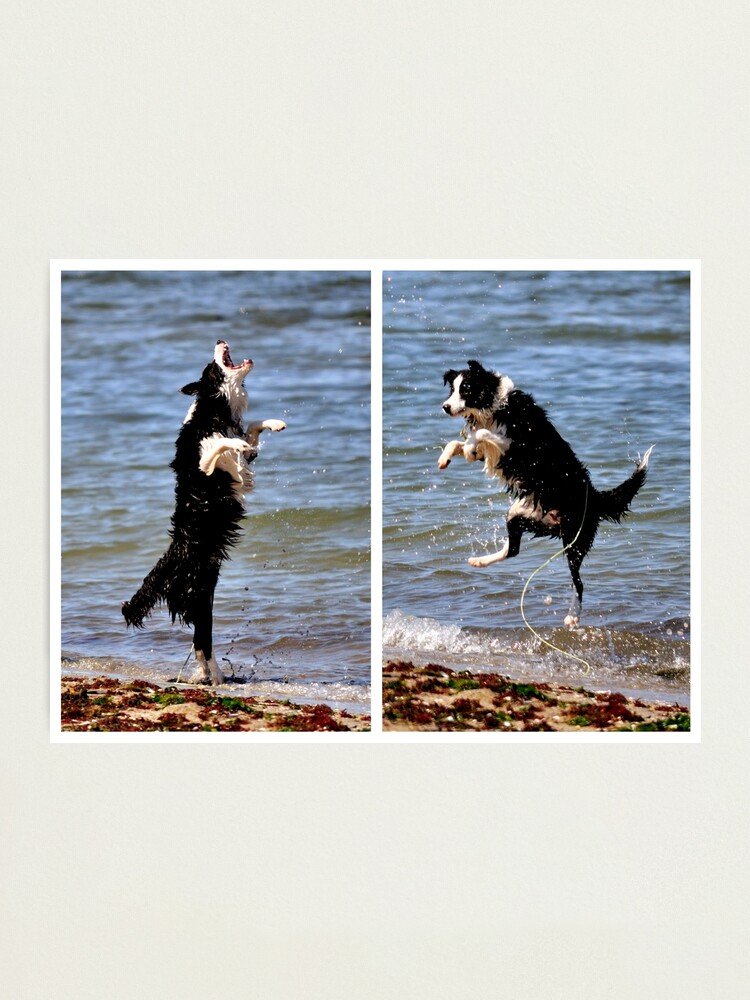 Alternate view of The All Singing, All Dancing Wonder Dog! Photographic Print