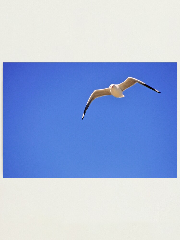 Alternate view of Updraft Photographic Print