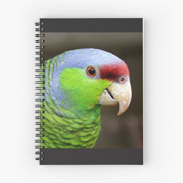 Item preview, Lilac-crowned Amazon  designed and sold by AviarylifeMag.