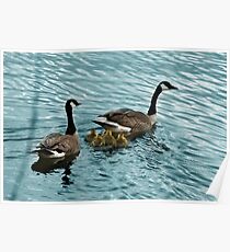 Pair of Adult Canada Geese with Goslings Poster