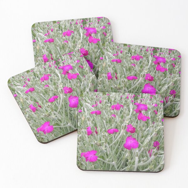 Item preview, The Rose Campion, Silene coronaria - vivid rose-purple flowers designed and sold by Rocketman2017.