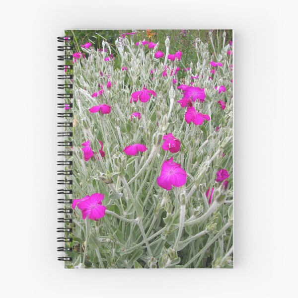 Item preview, The Rose Campion, Silene coronaria - vivid rose-purple flowers designed and sold by Rocketman2017.