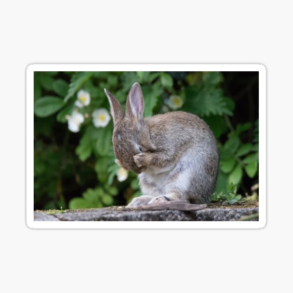 Cute Bunny Rabbit Sticker