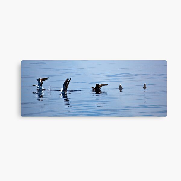 In synch Metal Print