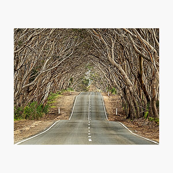 Item preview, Tunnel of Trees Kangaroo Island designed and sold by Catherine Reading.