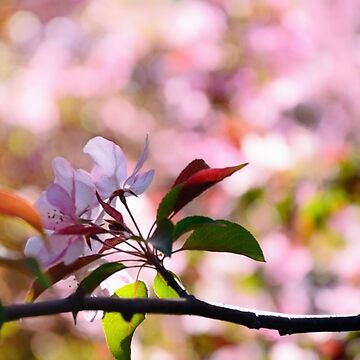 Artwork thumbnail, Spring Blossom by Mallorn