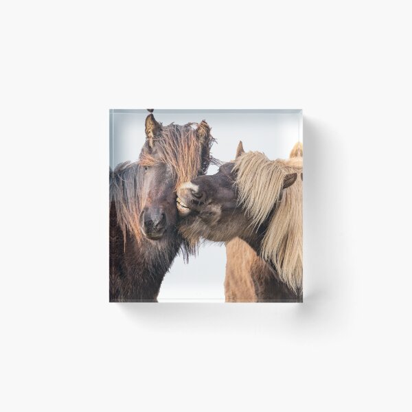 Item preview, The kiss of the Icelandic stallions designed and sold by Ingo Gerlach.