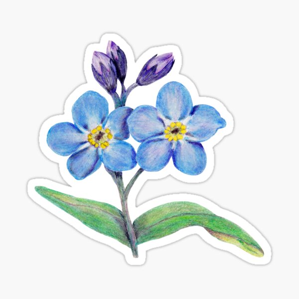 Forget Me Not Sticker By Casmahcreations Redbubble