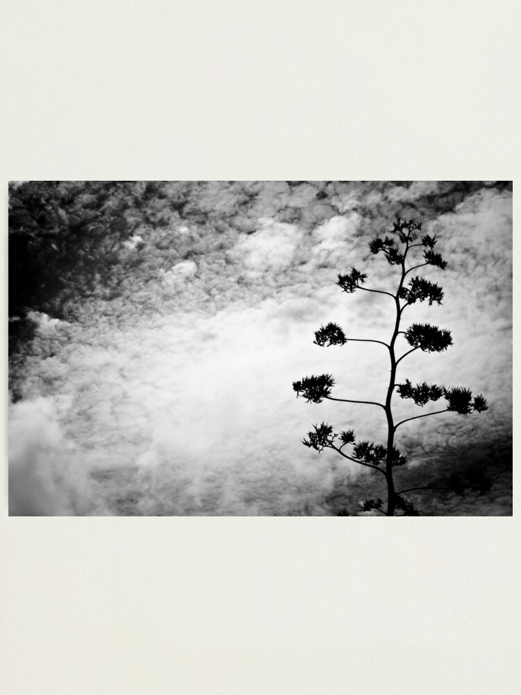 Thumbnail 1 of 3, Photographic Print, Wild Tree designed and sold by macstrat.