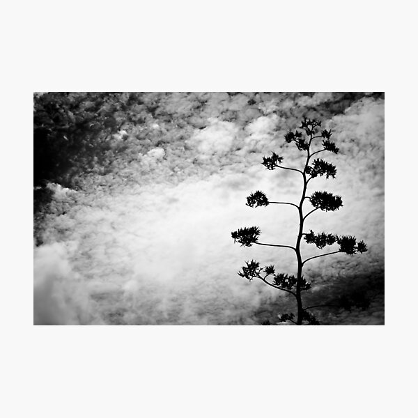 Photographic Print