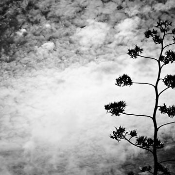 Artwork thumbnail, Wild Tree by Daniel Bullock