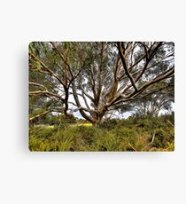 Branching Canvas Print