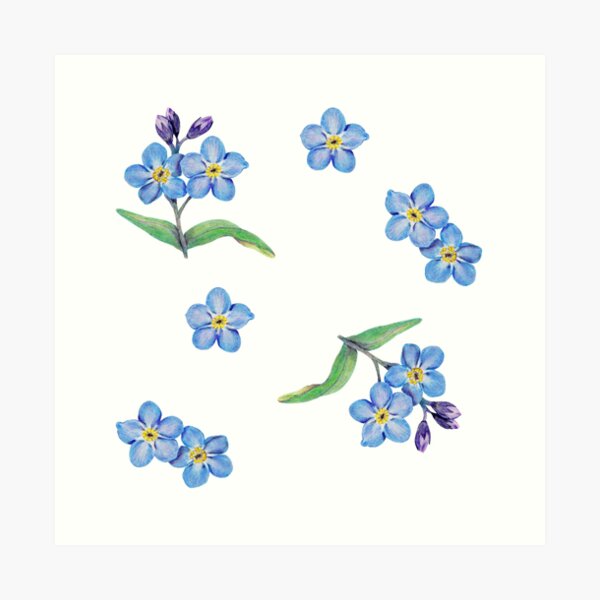 Forget Me Not Flowers, Wall Art Print, Forget Me Not Watercolor Flowers,  Garden Art Prints, Alaska State Flower, Mothers Day Gift 8x10 -  Denmark