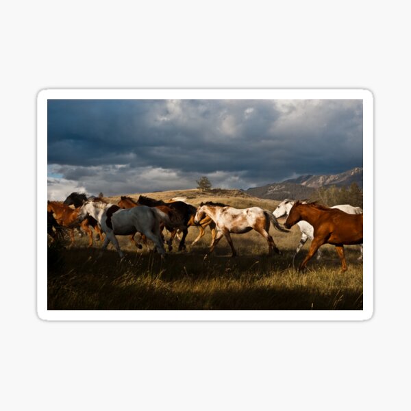 Montana Horses Sticker