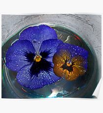 Floating Pansies Poster