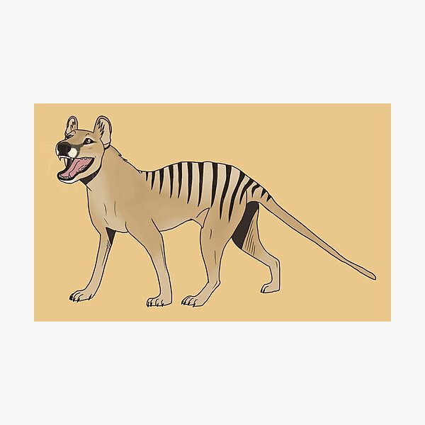 Cheerful thylacine Photographic Print