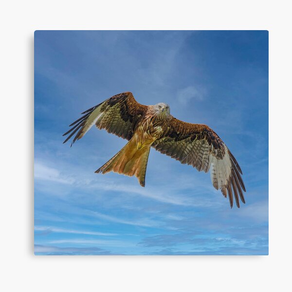 Red Kite (Milvus Milvus) Canvas Print