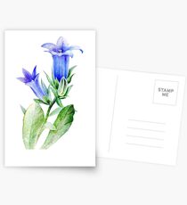Campanula blue bell flower watercolor Postcards