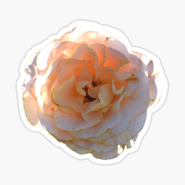Item preview, Peach Rose  designed and sold by Flowera Bloom.