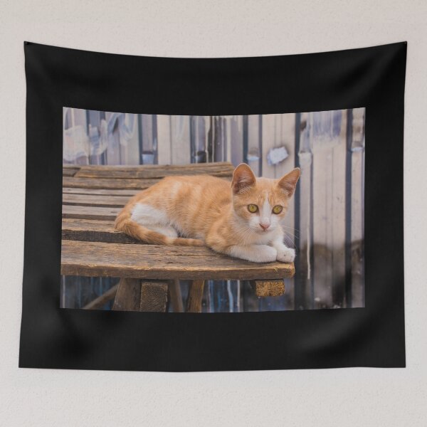 Item preview, Street Cat in Fener, Istanbul designed and sold by jojobob.
