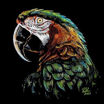 Drawing the prettiest MACAW with Pastel Pencils! 