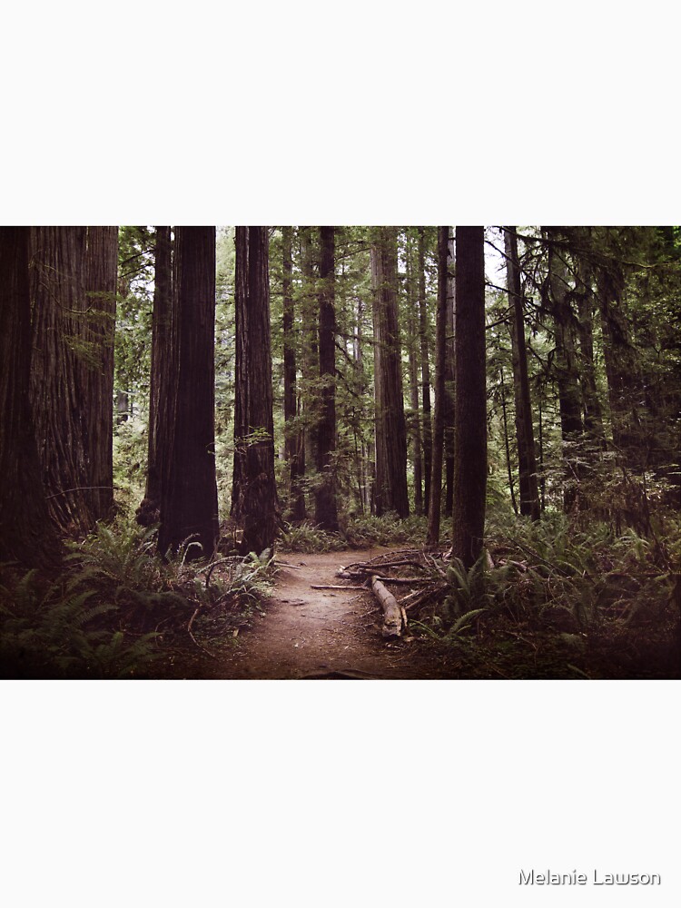 Redwood Forest by LawsonImages