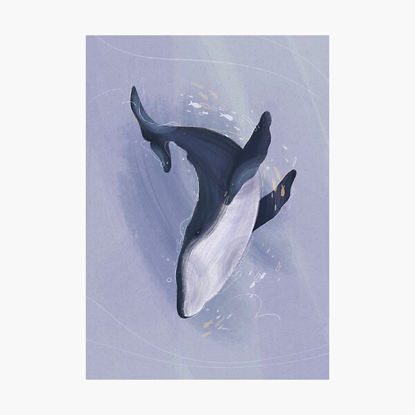 Whale Poster Photographic Print