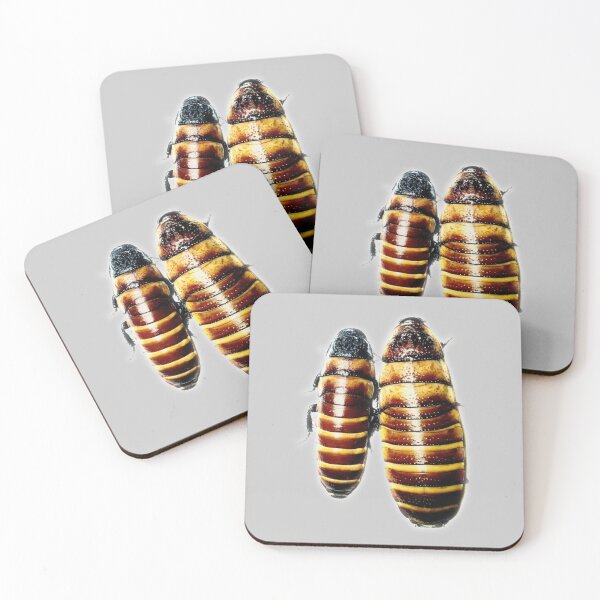 Item preview, Hissing Cockroach Mom & Baby designed and sold by myuniquepet.