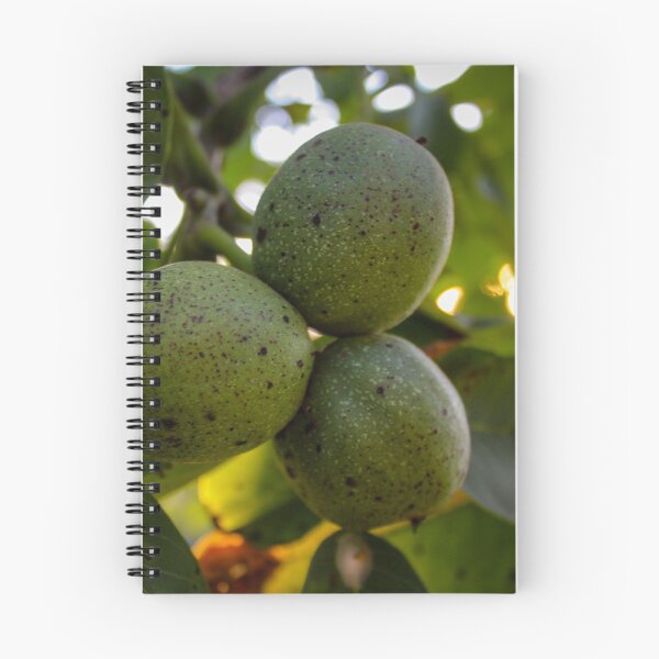 Item preview, Three green unripe walnuts on a branch designed and sold by Mahirov Shop.