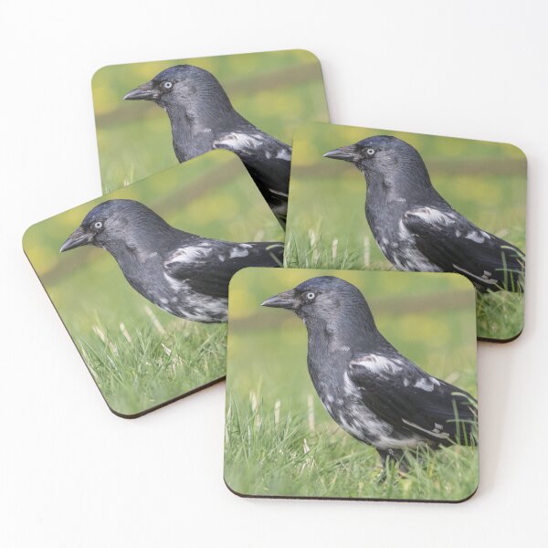 Item preview, Jackdaw designed and sold by LaurenTucker.
