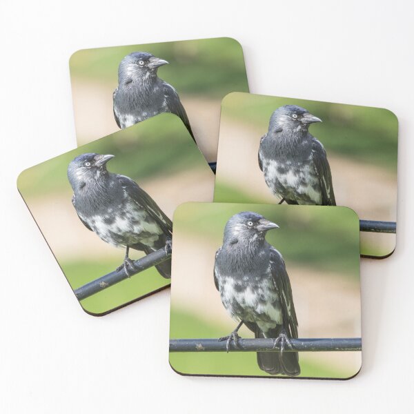 Item preview, Jackdaw designed and sold by LaurenTucker.