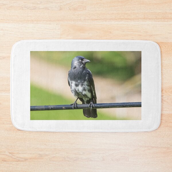 Item preview, Jackdaw designed and sold by LaurenTucker.