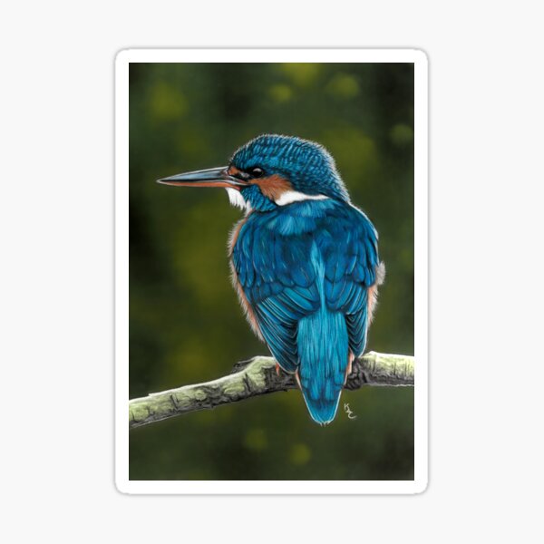 Kingfisher on branch Sticker