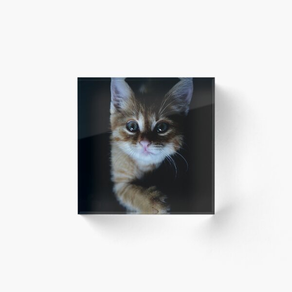 Item preview, Cute Kitten Fun designed and sold by Banner-Ink.