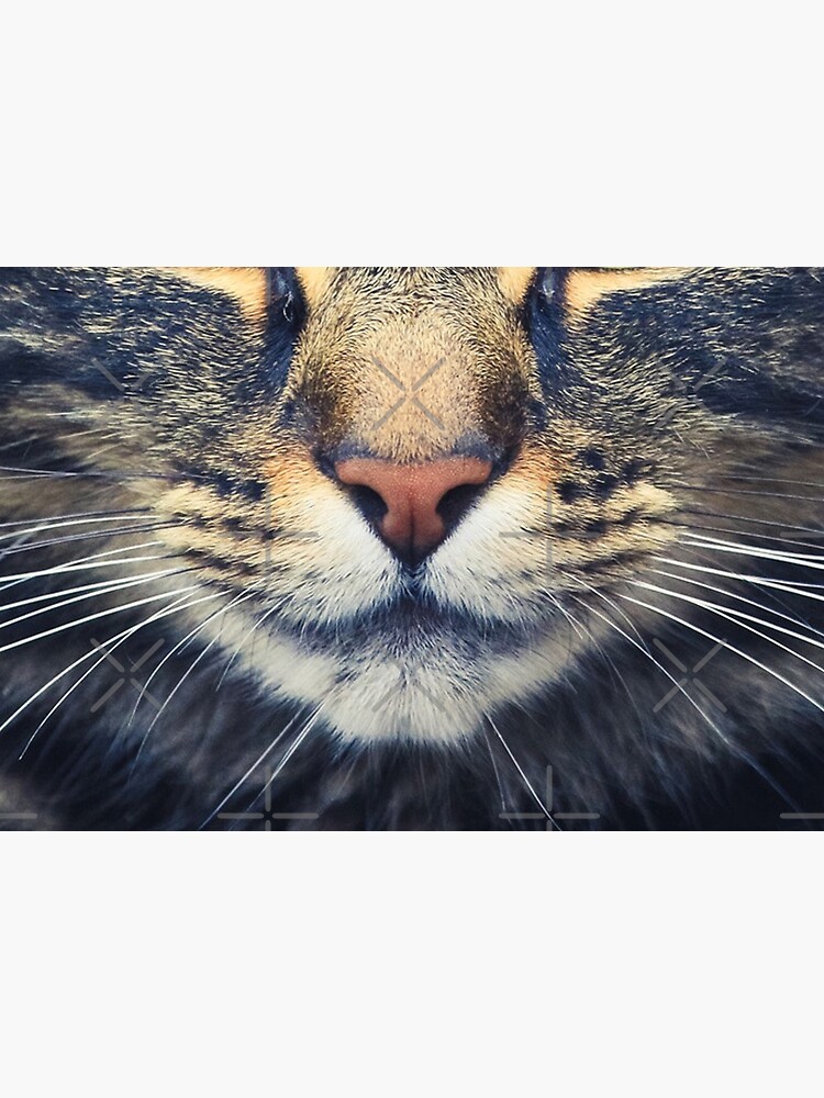 Realistic Cat Face by xyanila