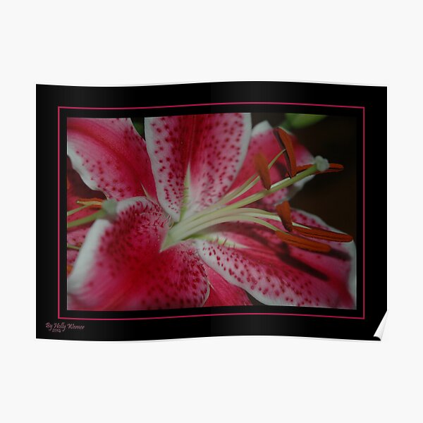 Stargazer Poster
