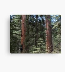 Forest Giants Canvas Print