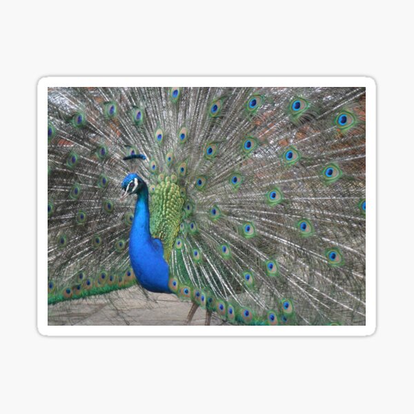 Peacock Sticker