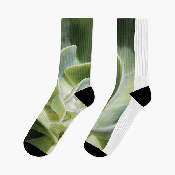 Item preview, Succulent designed and sold by nimeja.