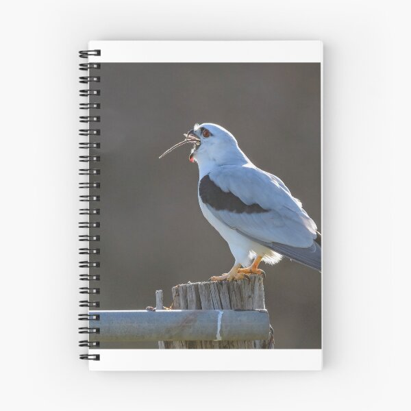 Item preview, An Adult Black - Shouldered Kite swallows a Rat designed and sold by Wildpix.