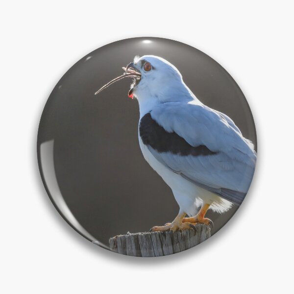 Item preview, An Adult Black - Shouldered Kite swallows a Rat designed and sold by Wildpix.