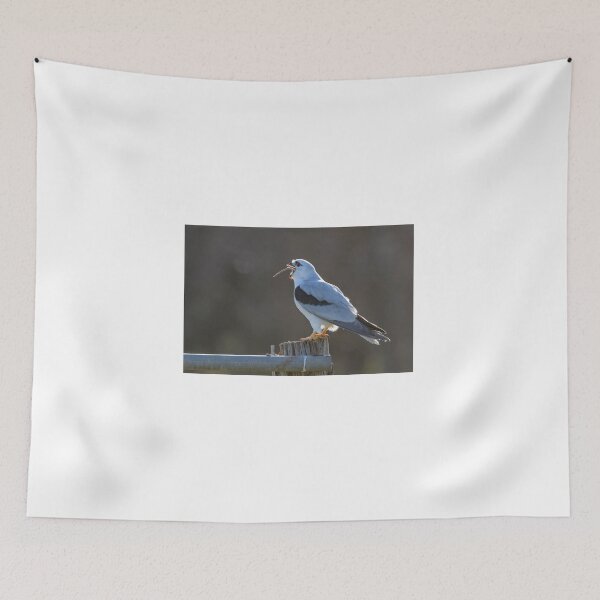 Item preview, An Adult Black - Shouldered Kite swallows a Rat designed and sold by Wildpix.