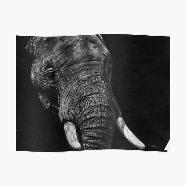 Wandbilder Schwarz Wei C3 9f Elefant Redbubble