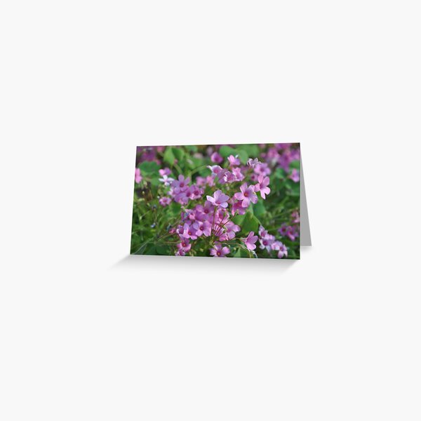 Phlox Greeting Card