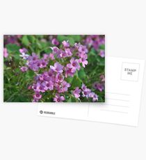 Phlox Postcards