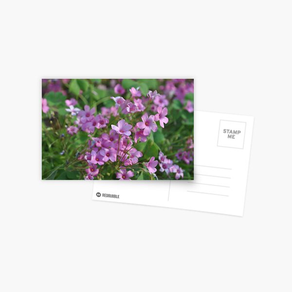 Phlox Postcard