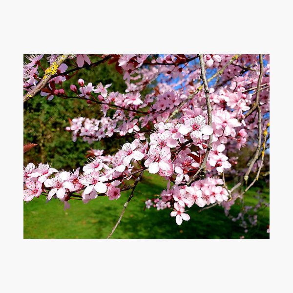 Item preview, Cherry Blossom Tree in the Park designed and sold by usernamenaijan.