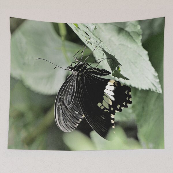 Item preview, Finition  2021 / r2785/  Finition  2021 / r2785/   7 "  La Beauté du Papillon Légendaire "   aout 2017 - (h) Olavia-Olao Okaio Créations  7 "  La Beauté du Papillon Légendaire "   aout 2017 - (h) Olavia-Olao Okaio Créations  designed and sold by o.okaïo.