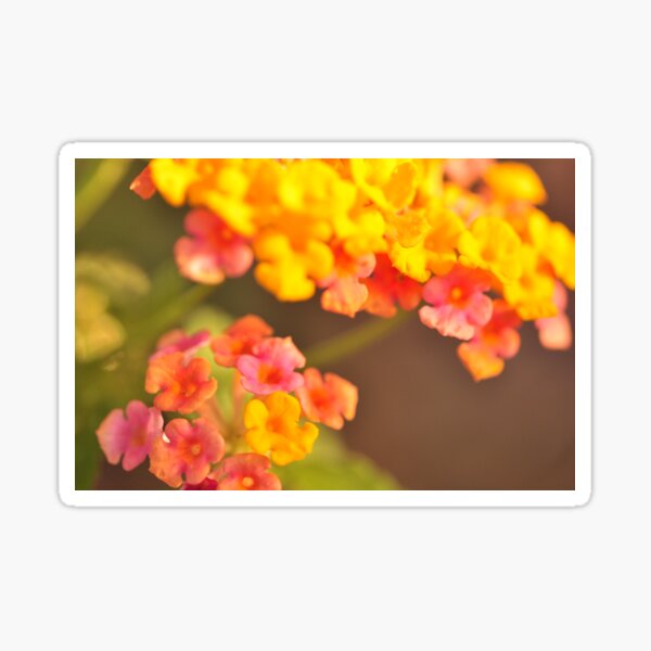 Lantana, As Is Sticker