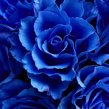 Artwork thumbnail, BLUE ROSES by WokeWords